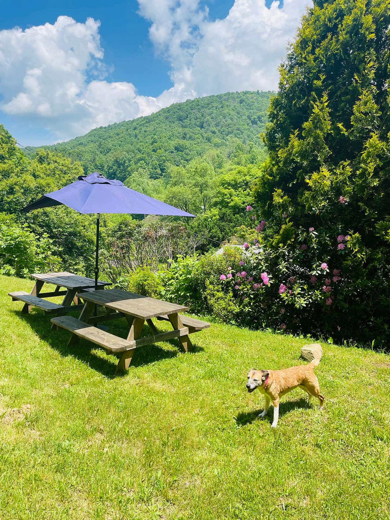 Bear Creek Mountain Camping