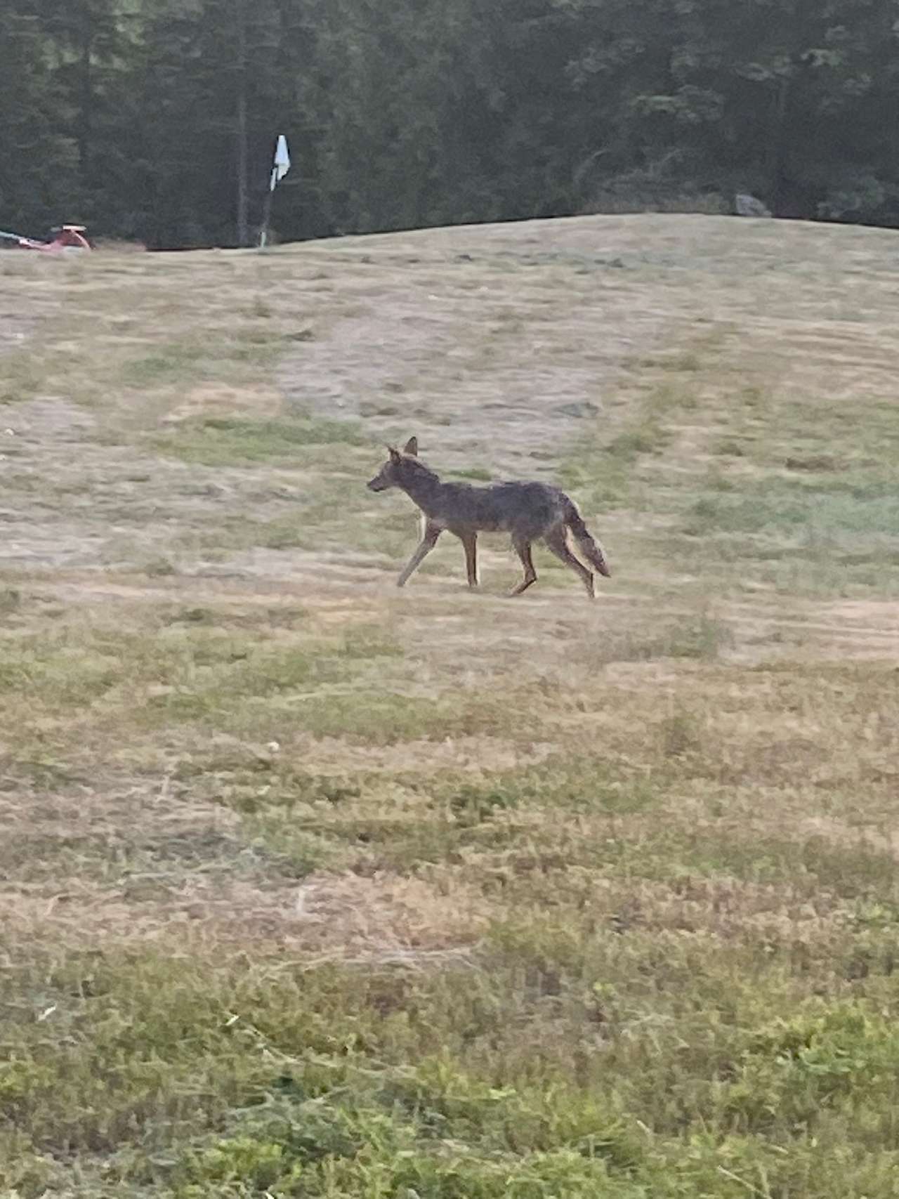 One of the local coyotes. 