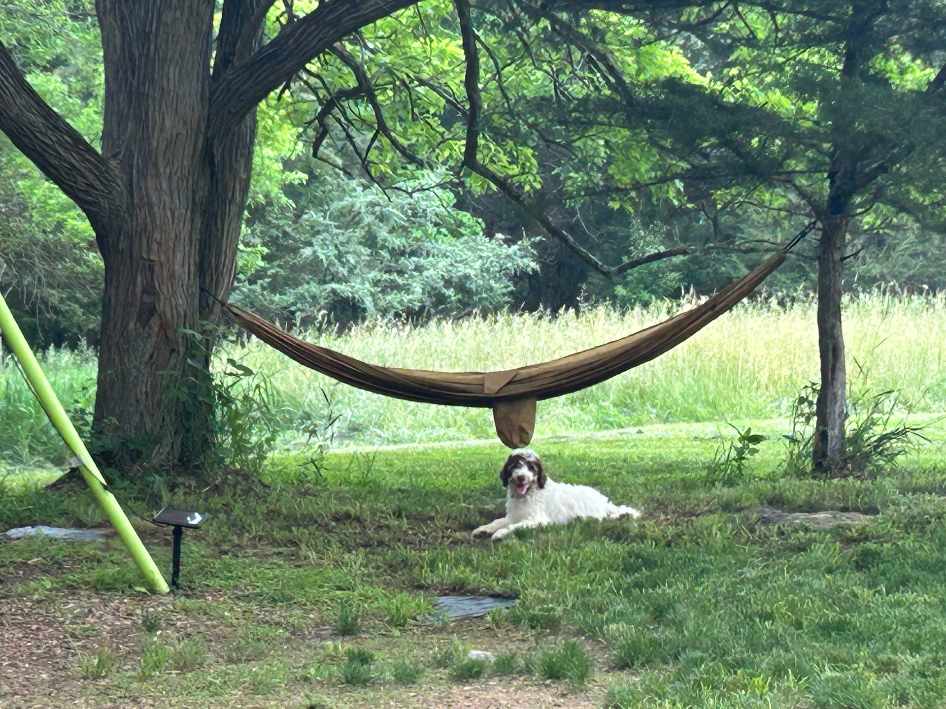 One of two hammocks, and the puppy’s favorite shady spot.