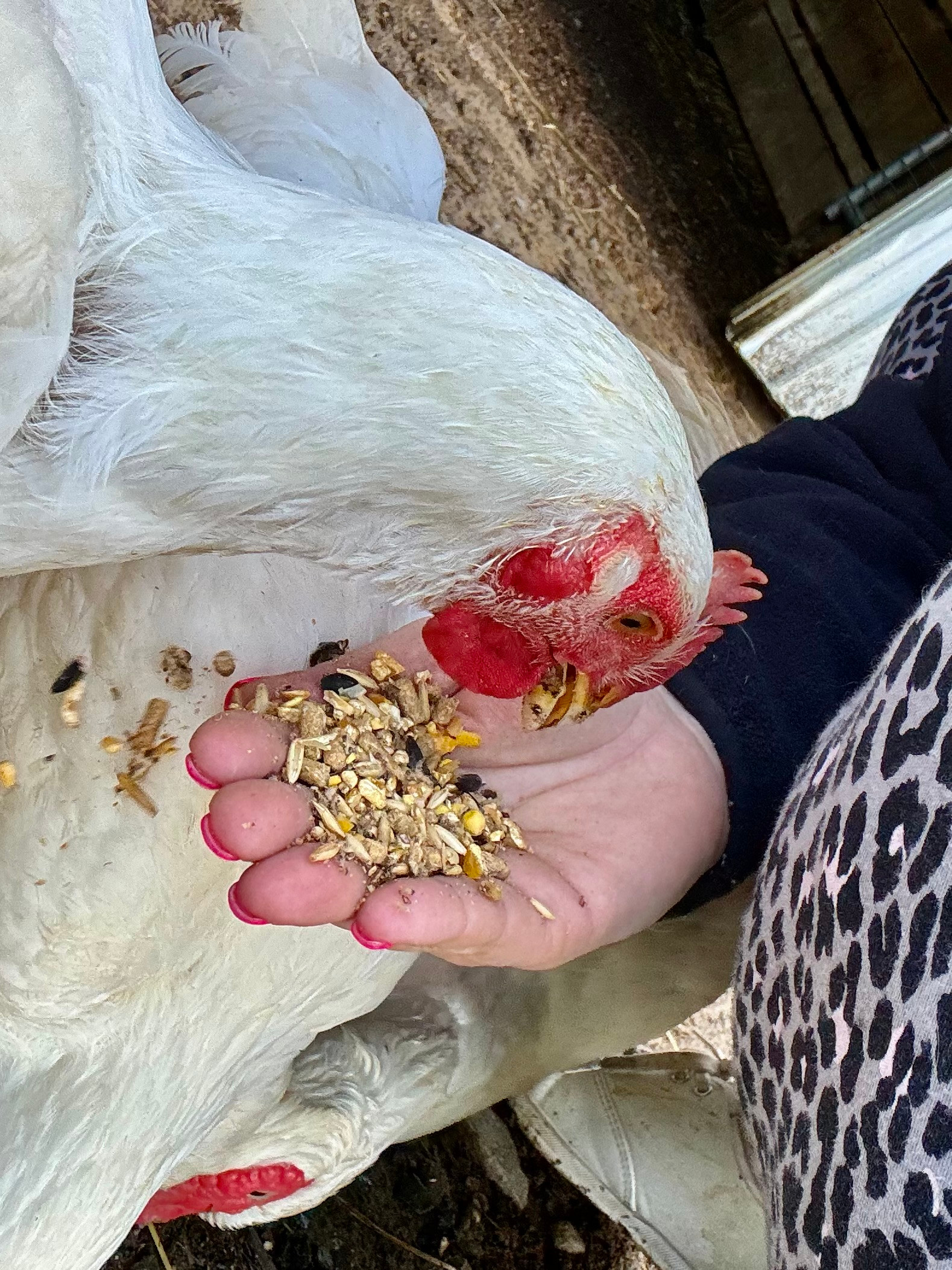 Wild Goats Farm LLC