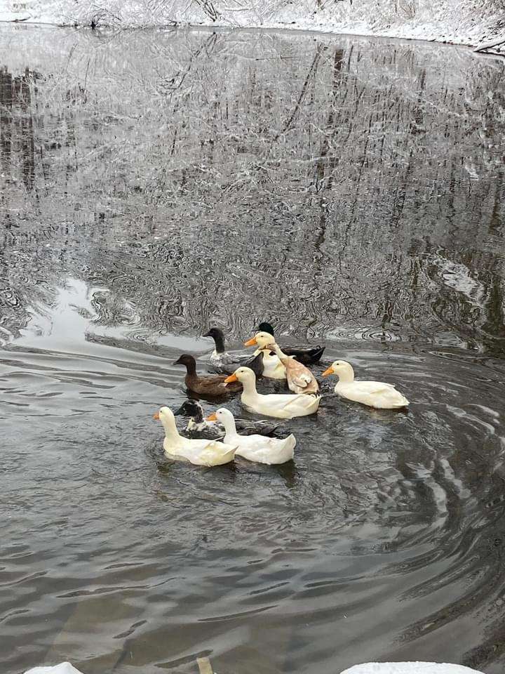 Lucky Duck Farm