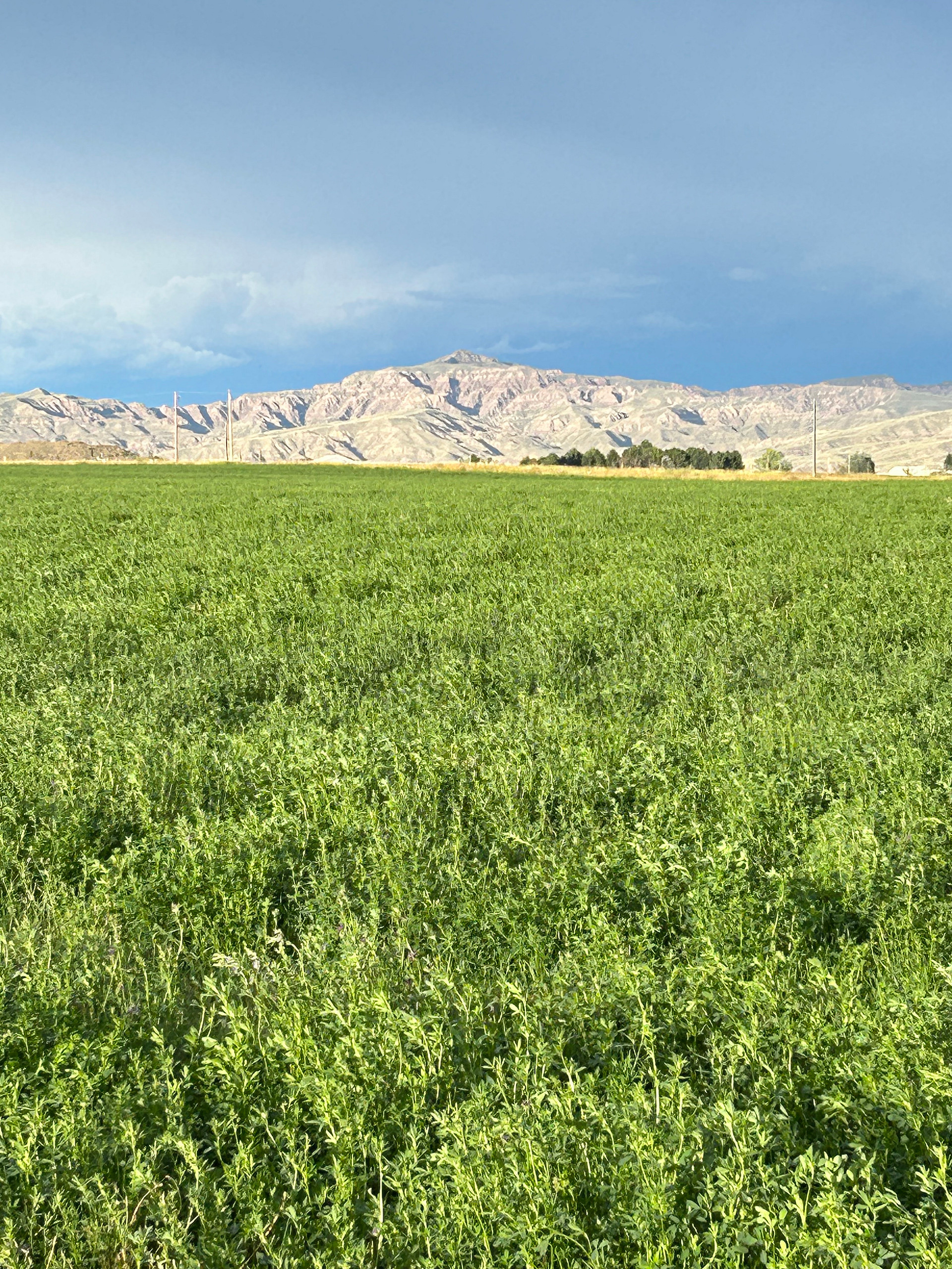 Sweetiebird Farms In Cody WY