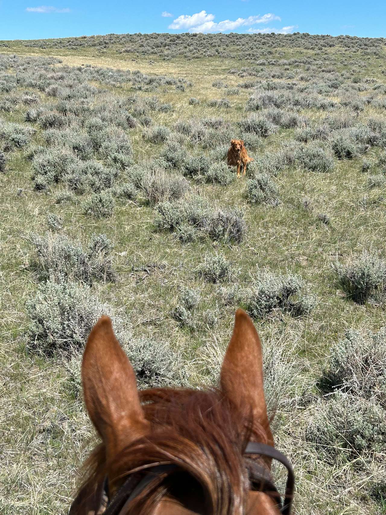 Sweetiebird Farms In Cody WY