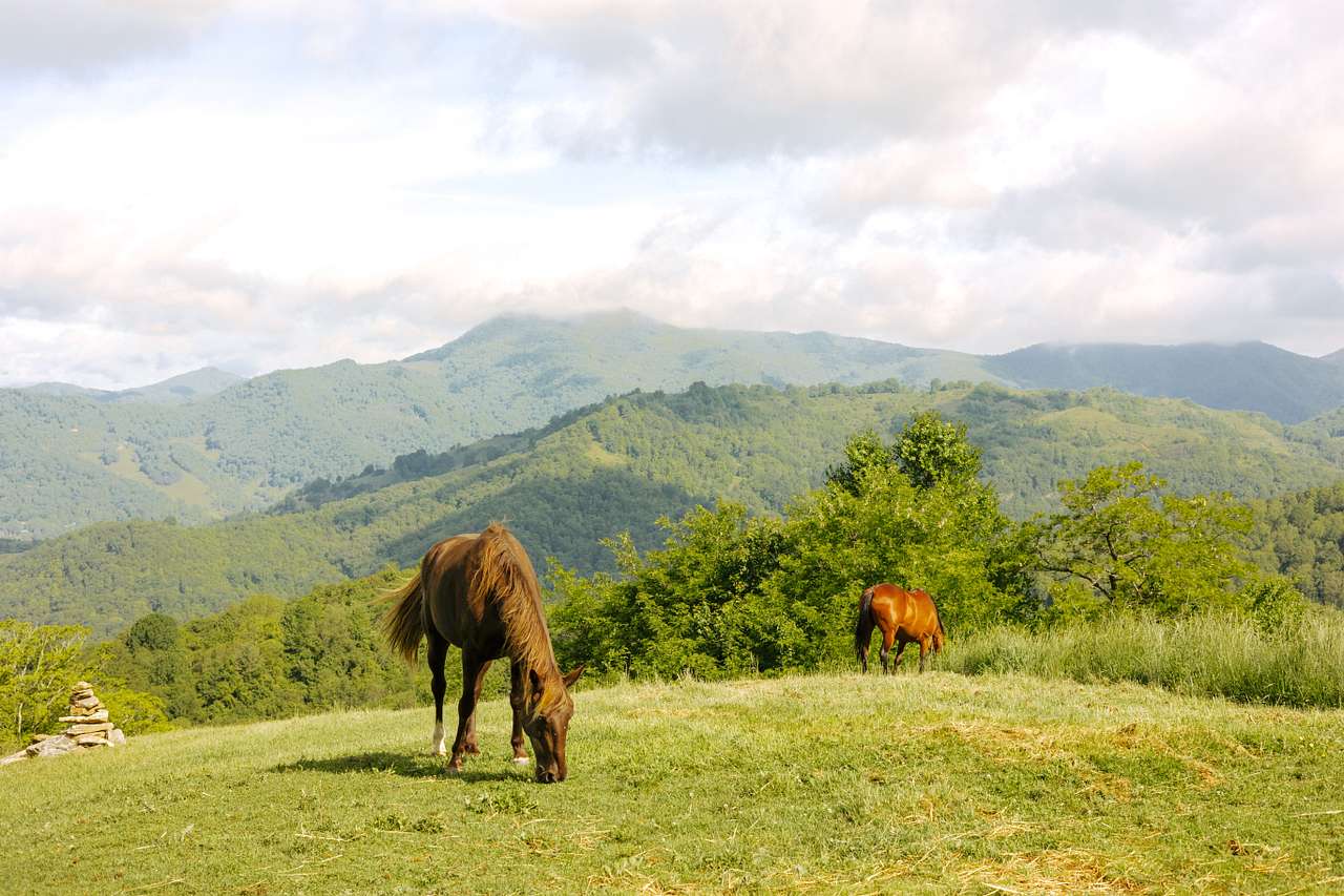 The horses like to visit in the morning