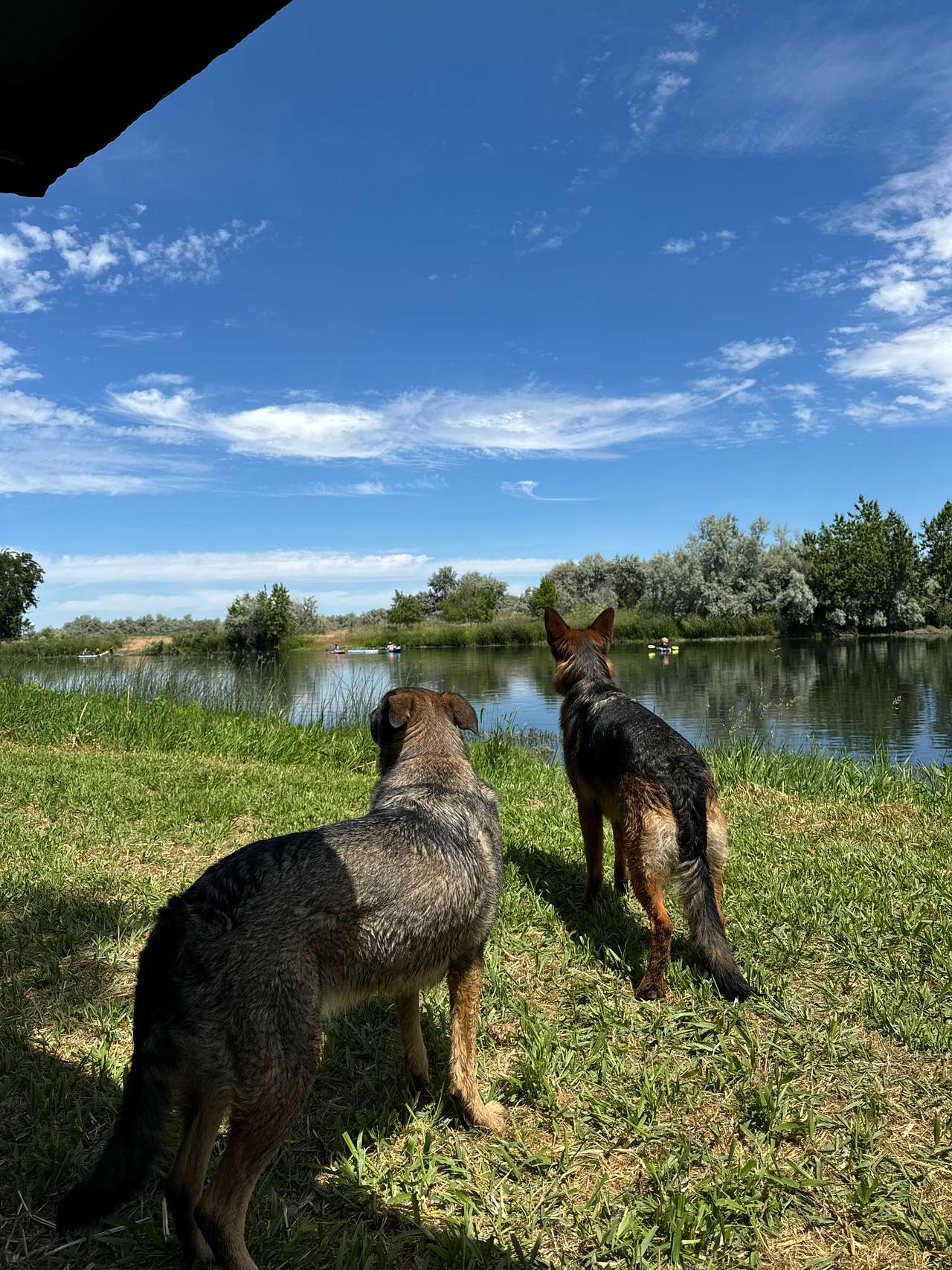The dogs loved every moment of this location. They swam a lot and got to run around enjoying life!