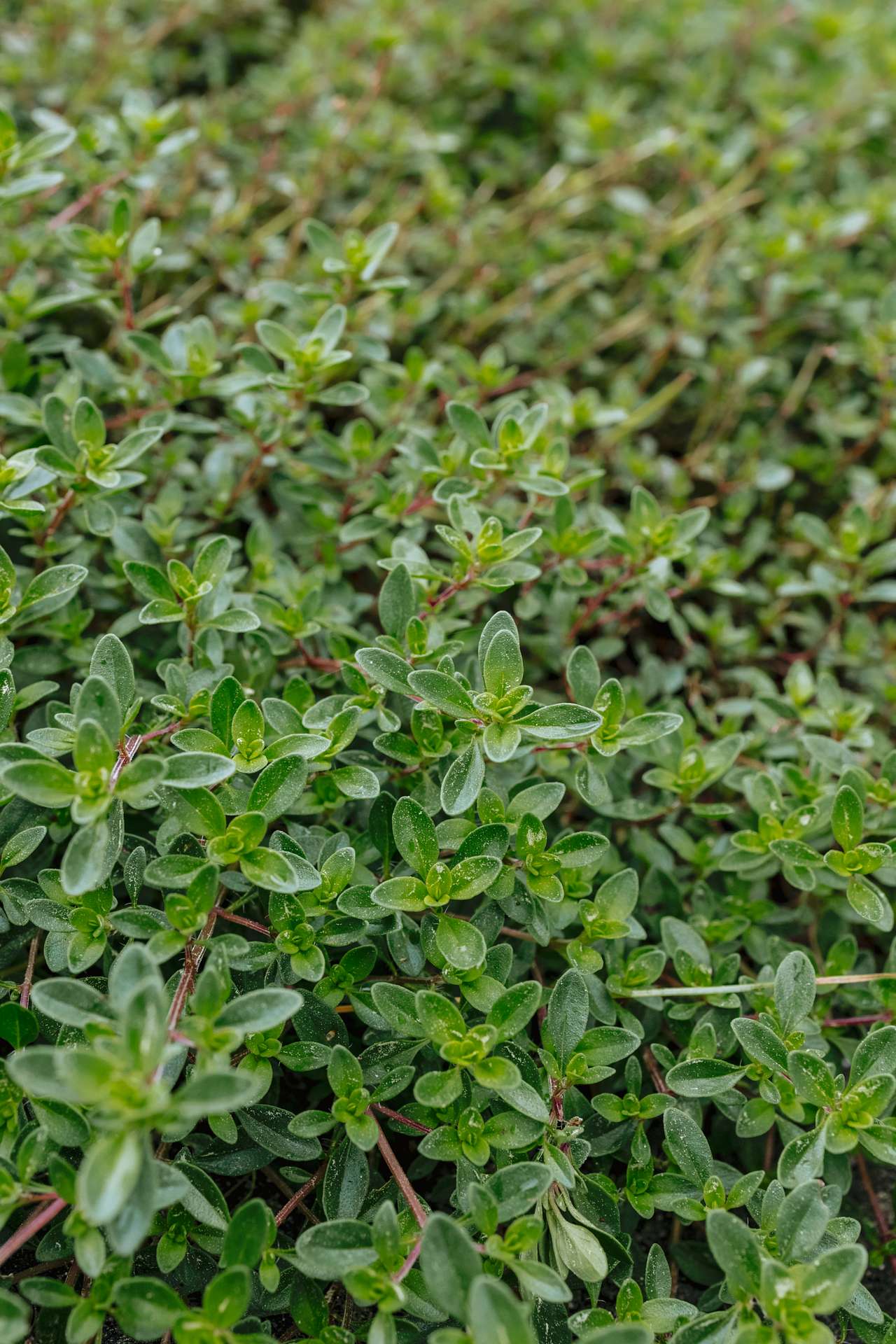 Atom showed me their garden which includes some herbs. 