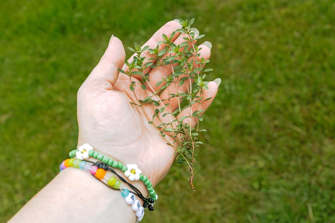 Atom was kinda enough to let me take a clipping of thyme which I cooked up with some potatoes and steak the next night. Thanks Atom!! 