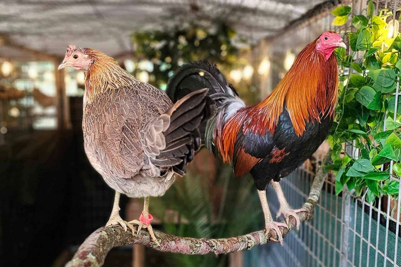 Rooster Haus Rescue