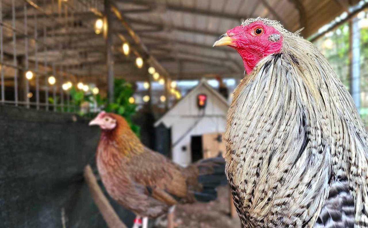 Rooster Haus Rescue