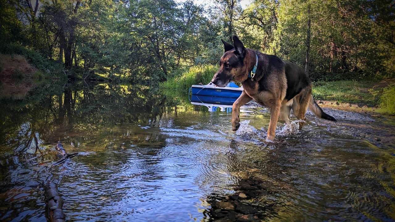 Camp Run Amuck Hollow