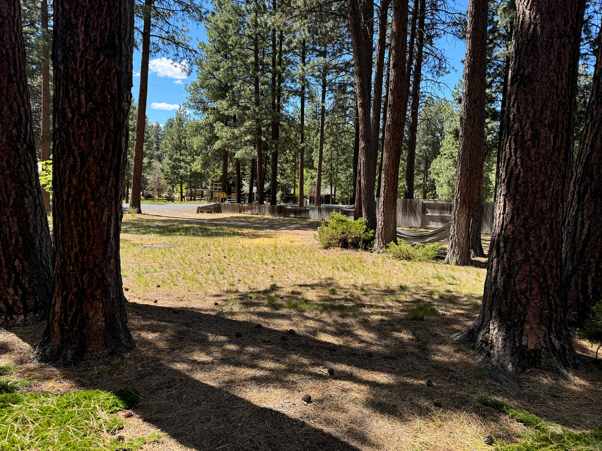 Ponderosa Pine Sanctuary