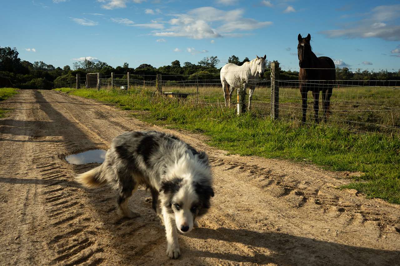 Farm locals
