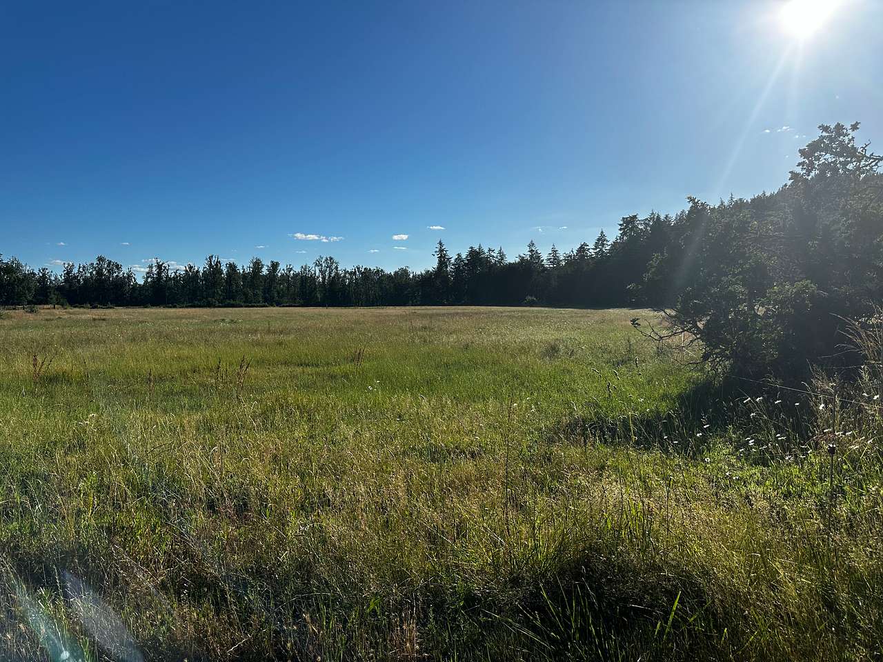 This is the meadow on your left as you drive toward the trees. 