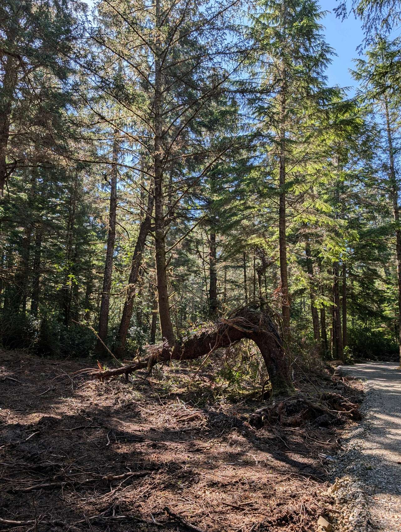 Twisted Tree Camp