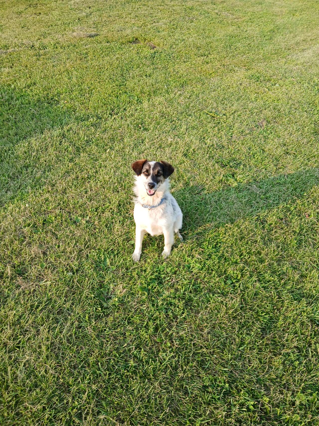 This is Spot, he is our farm dog. He's a small terrier mix. He's very friendly, good with people and pets.  He roams free during the day and put away at night. 