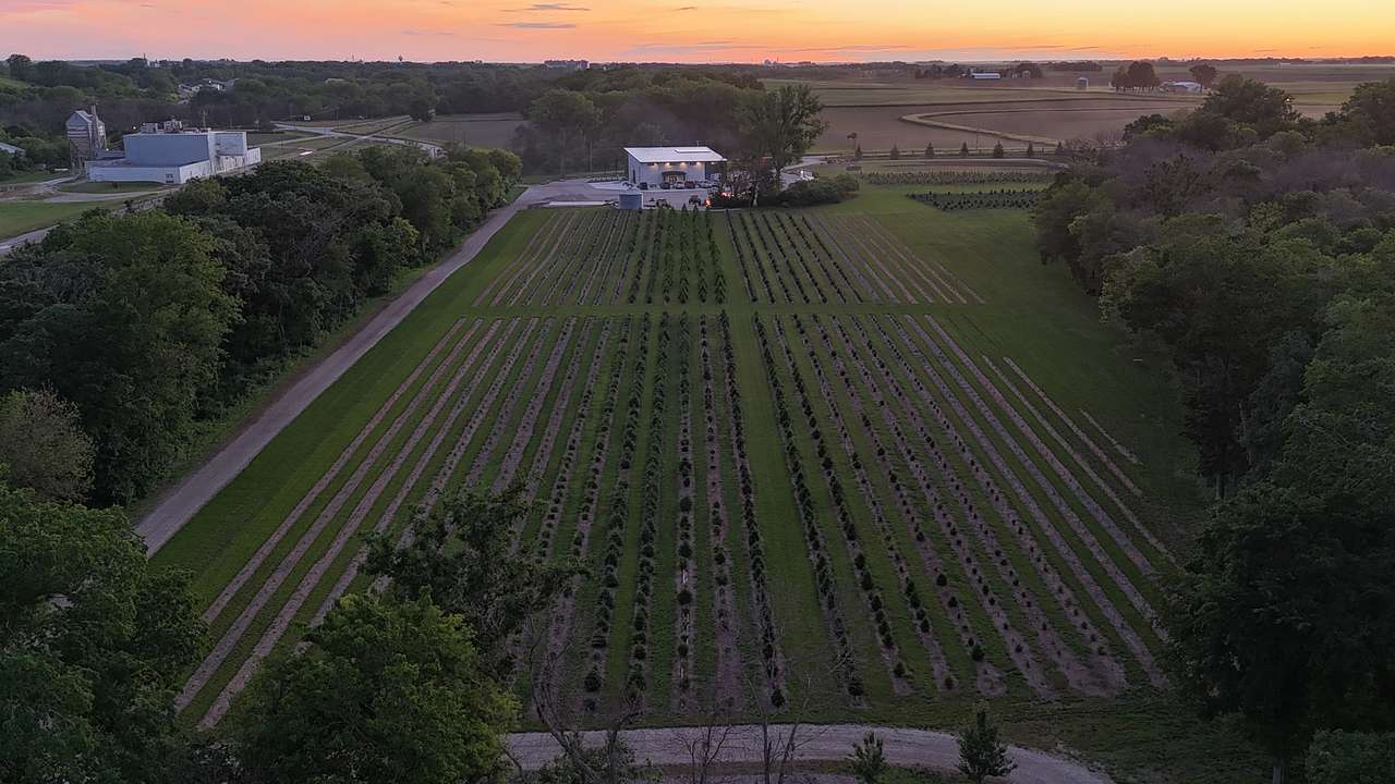 DILLON TREE FARM