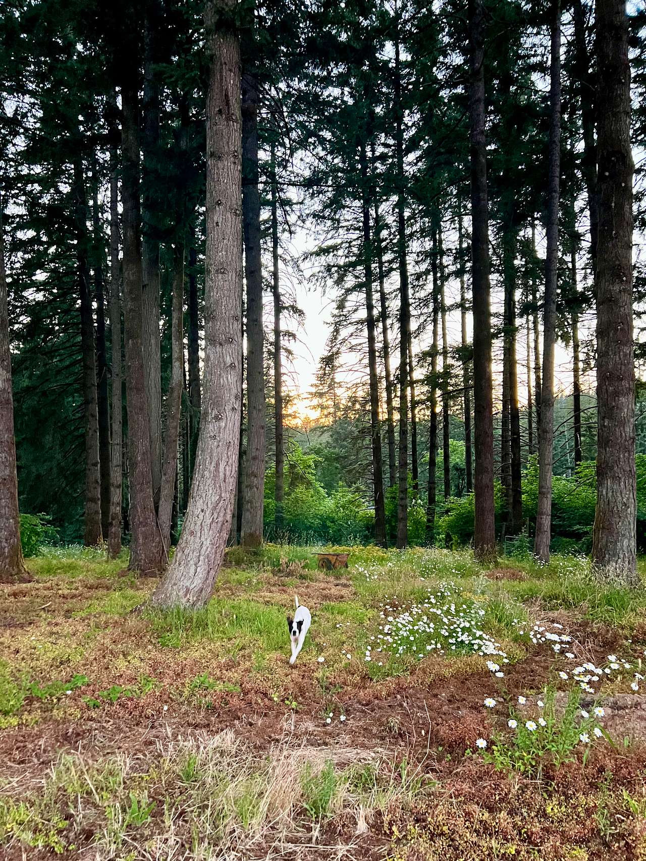 RV Paradise in the Woods
