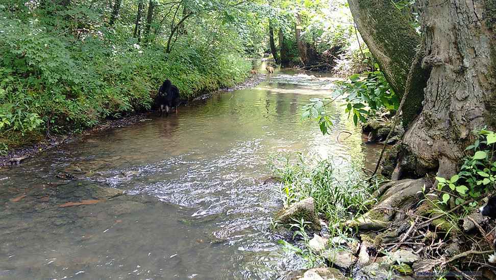 Creekside primitive tent camp site