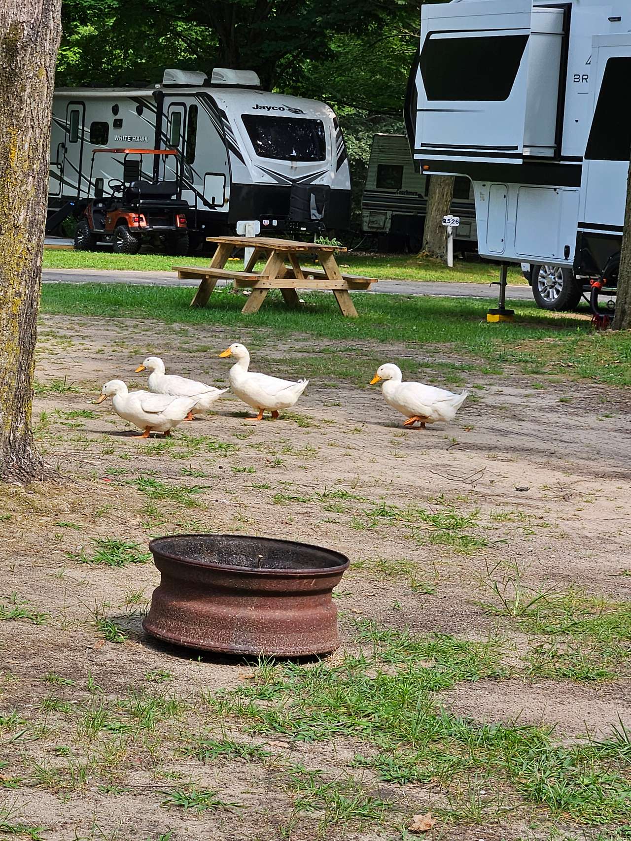 They went from a few camp sites for food!!