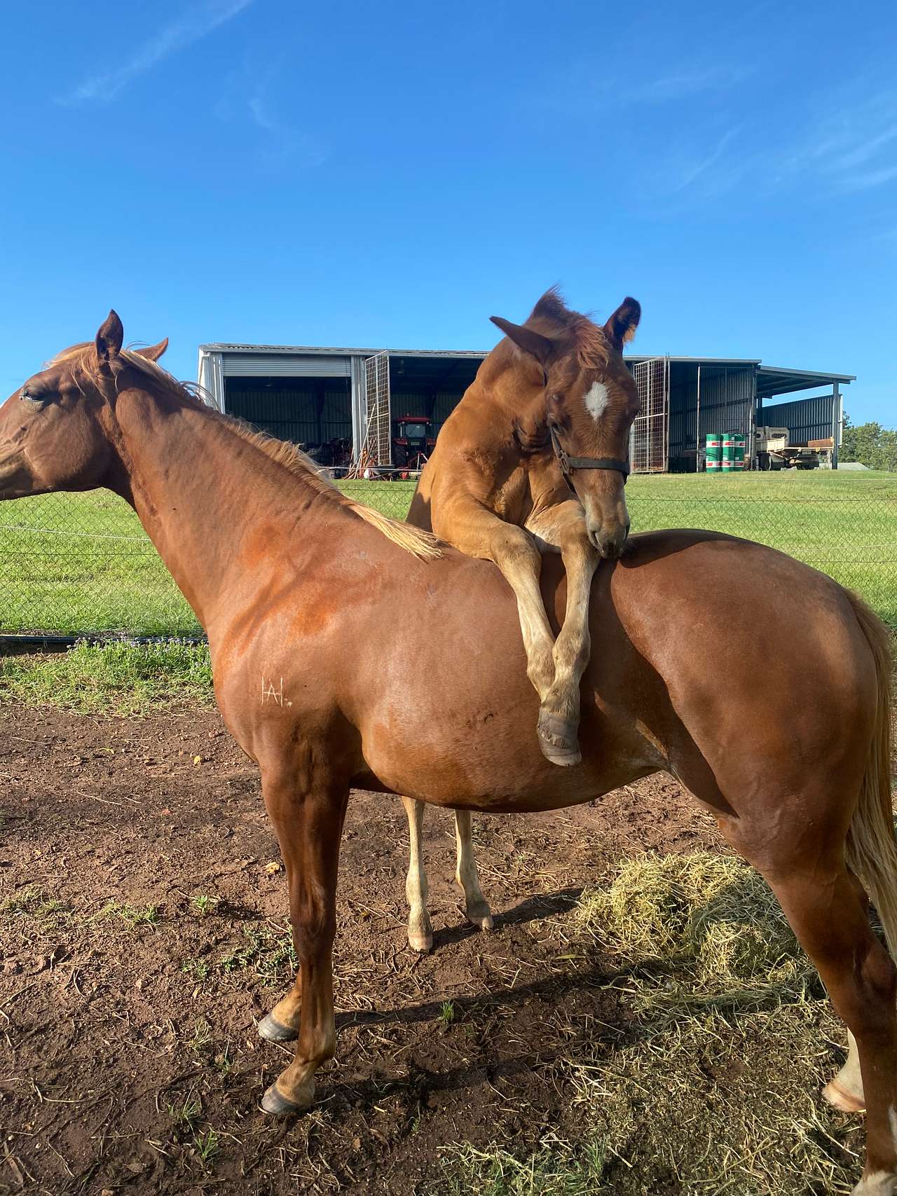 Sunrise Quarter Horse Stud