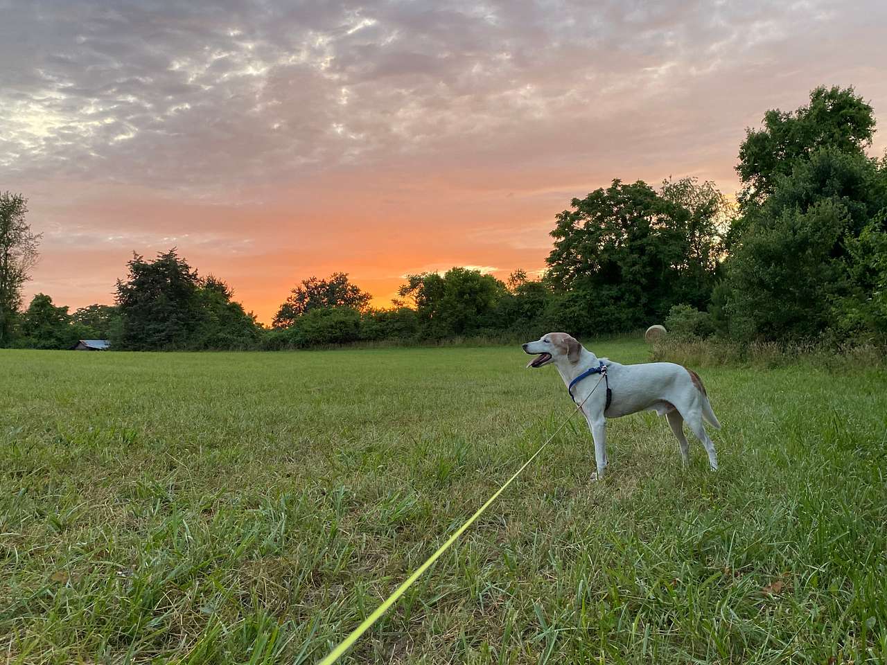 Cooper loved being in the hayfield!