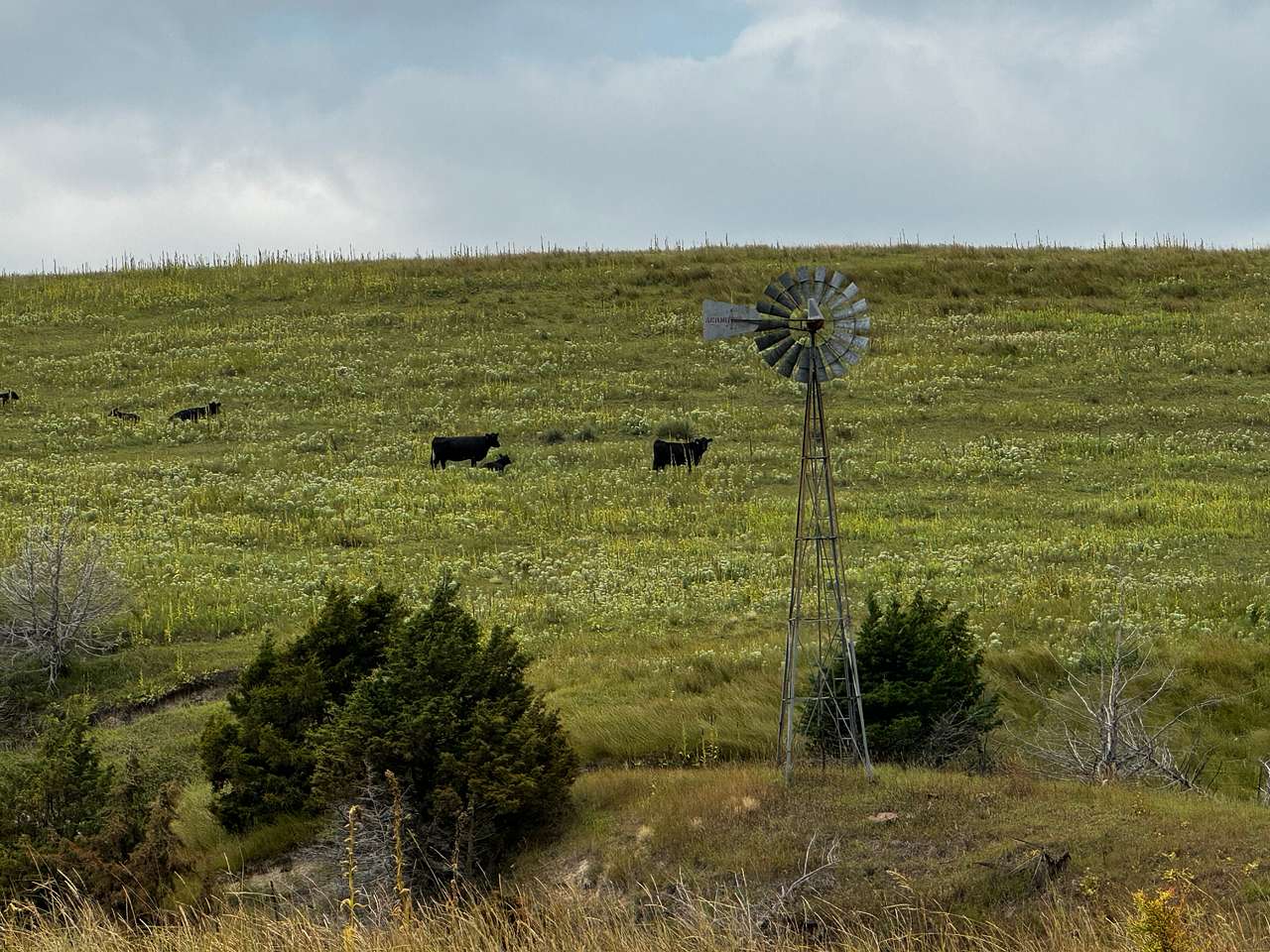 Potters Pasture