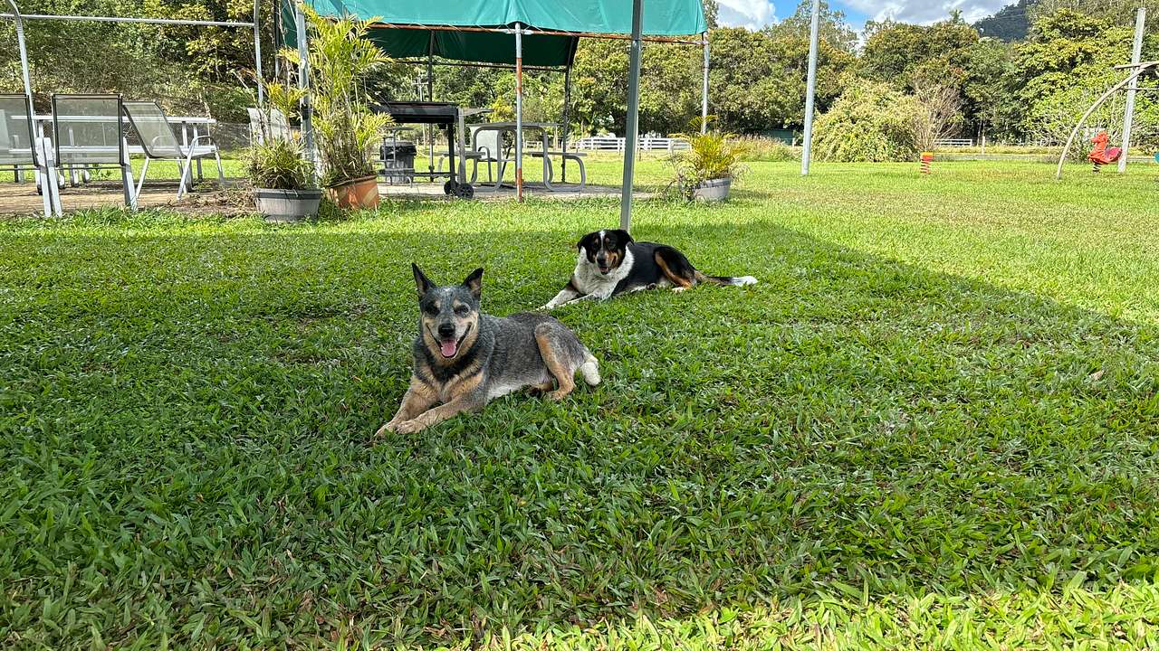 Cute doggos!
