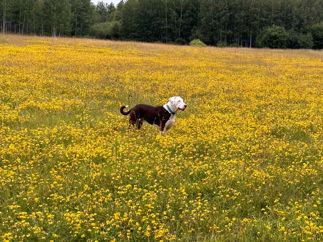Blue admiring the view!