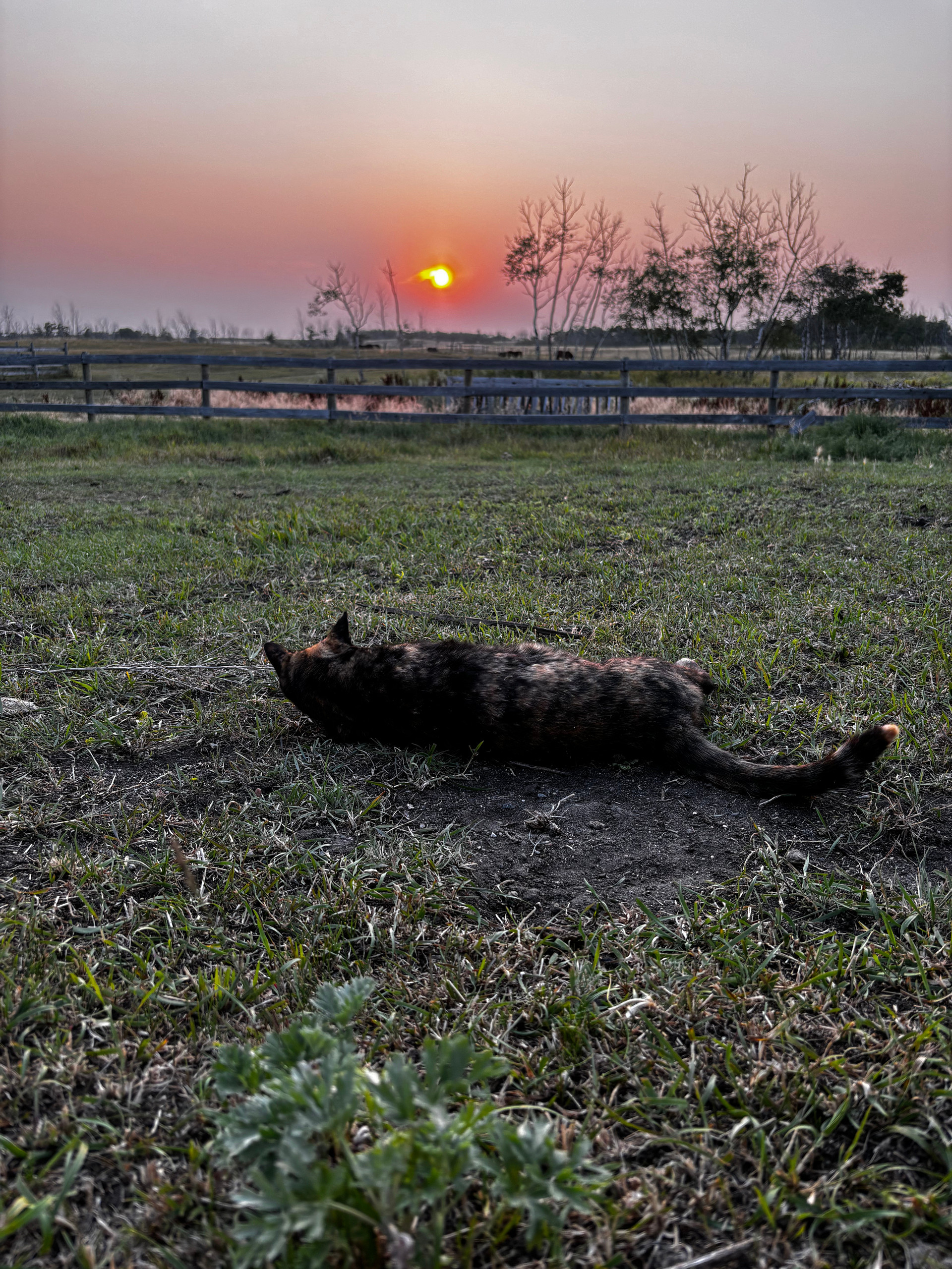 Black Horse Farm