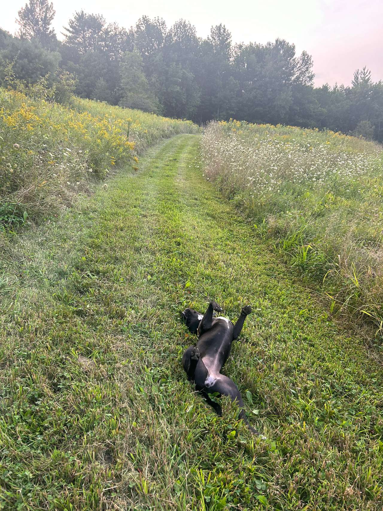 Wooded Farm Land