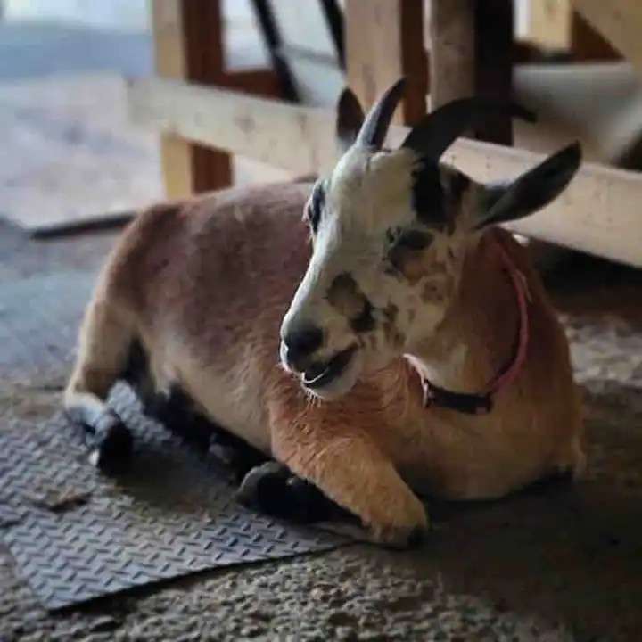 Nicura Ranch