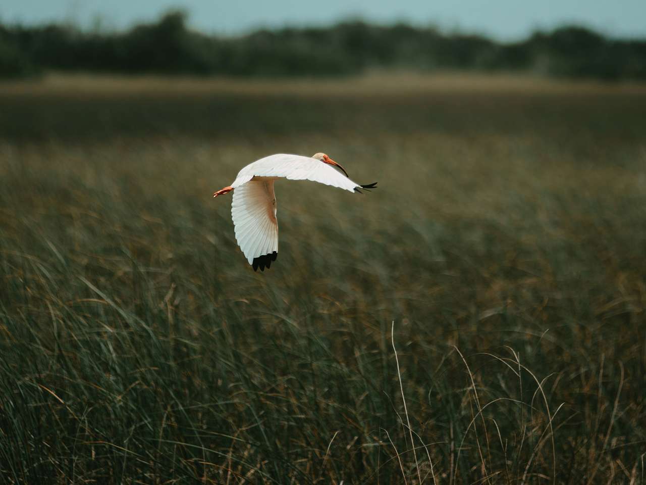 Cover photo for Everglades National Park