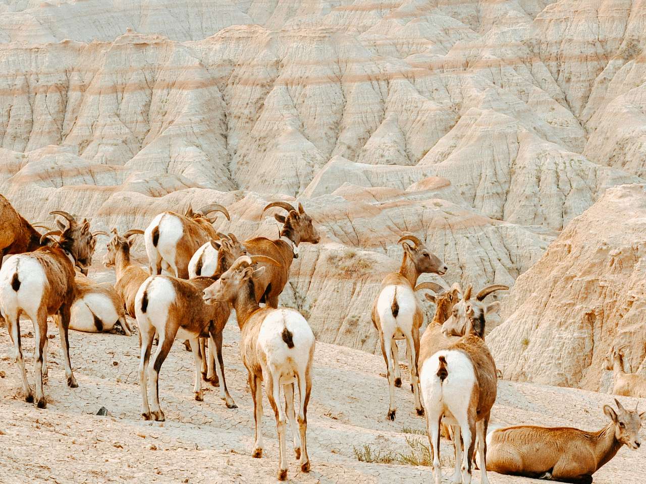 Cover photo for Theodore Roosevelt National Park