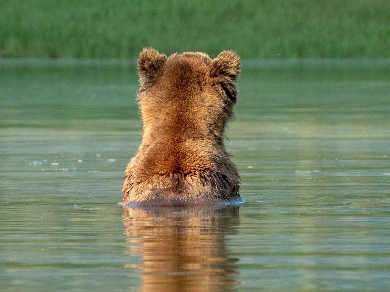 Cover photo for Katmai National Park & Preserve