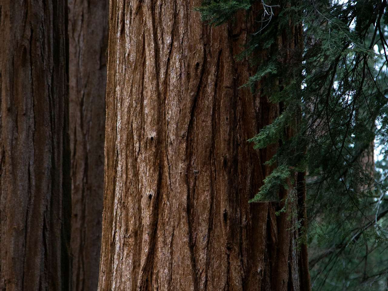 Cover photo for Kings Canyon National Park
