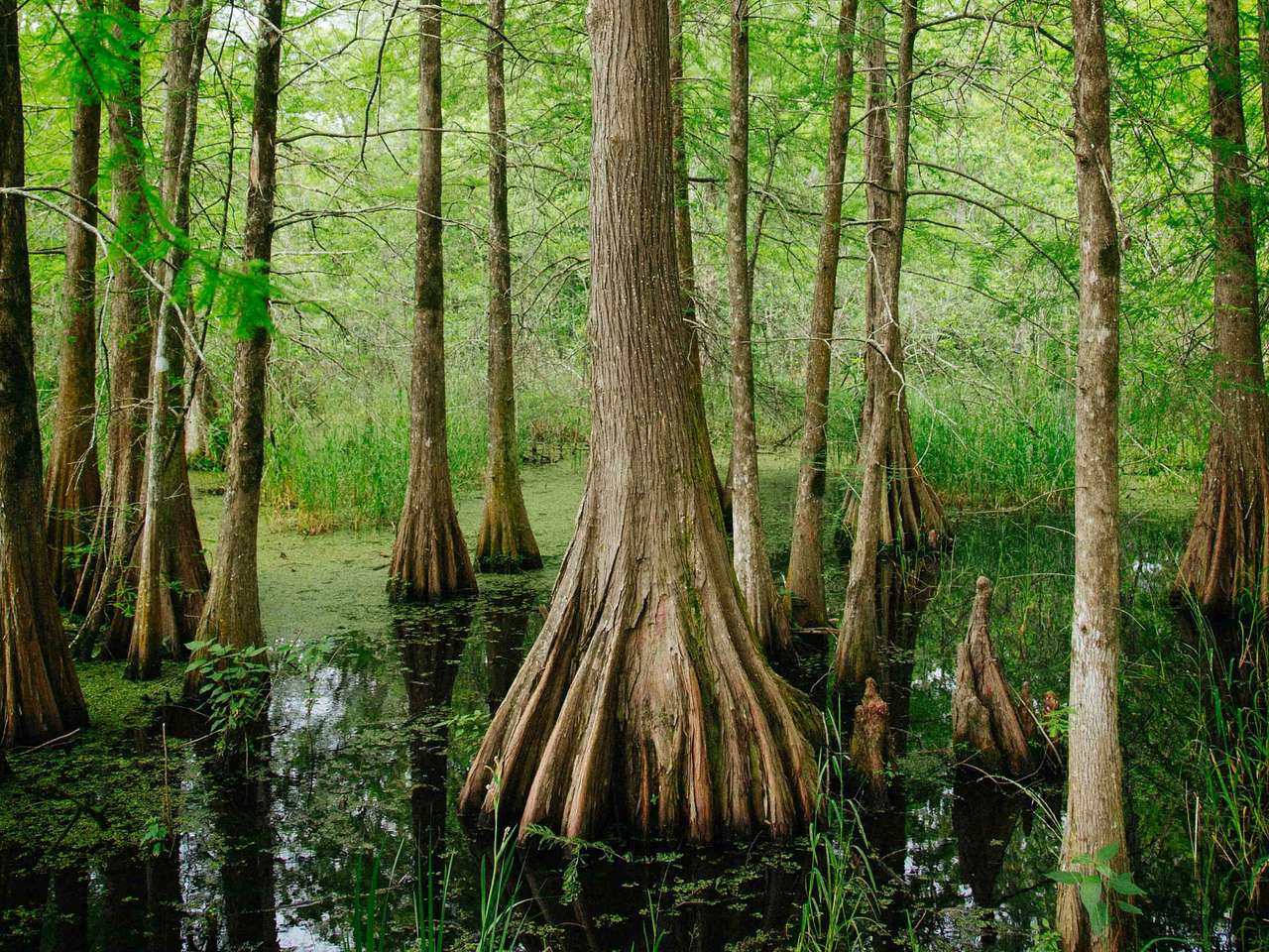 Cover photo for Congaree National Park