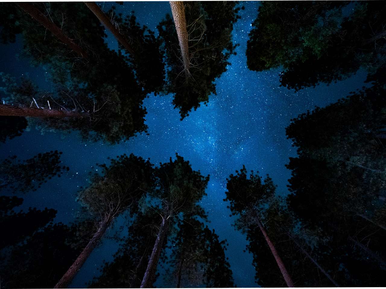 Cover photo for Redwood National Park