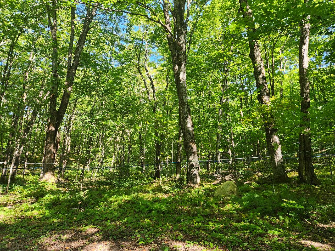 Maple Hollow Shelter