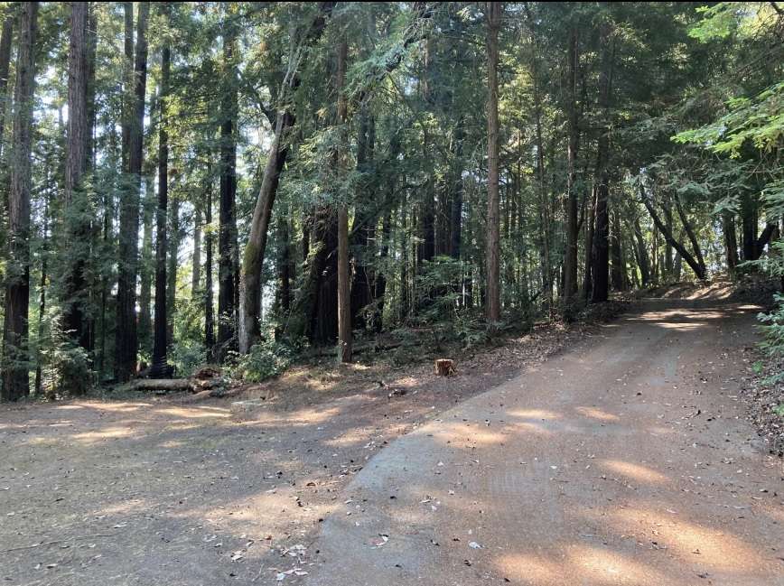 Redwood Grove