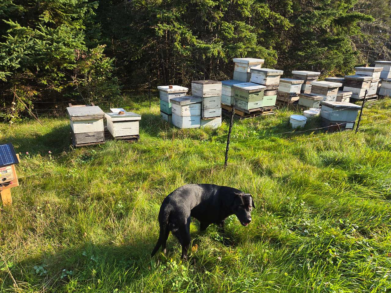 Maple Lane Hive and Home