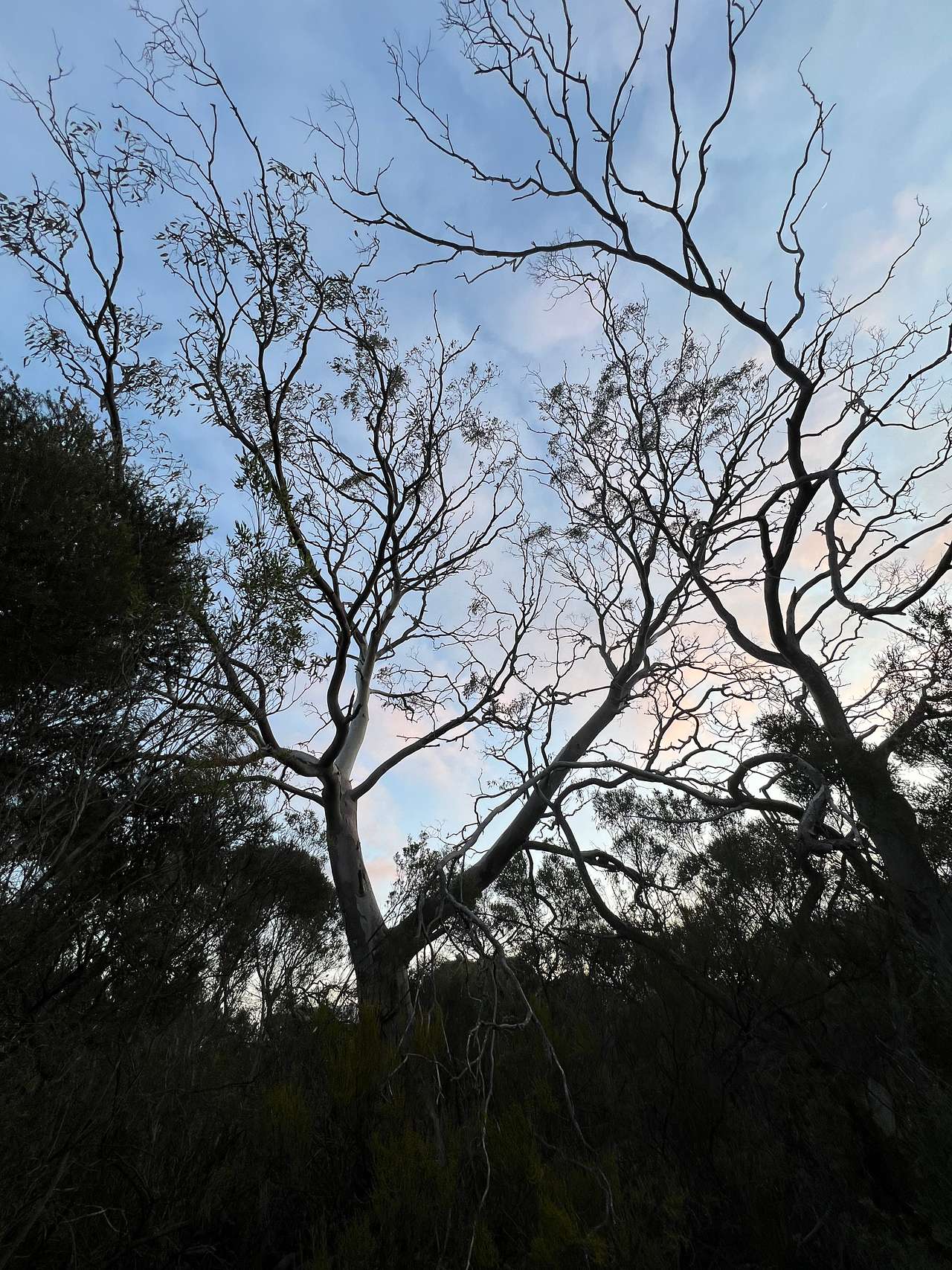 Red Gum Park