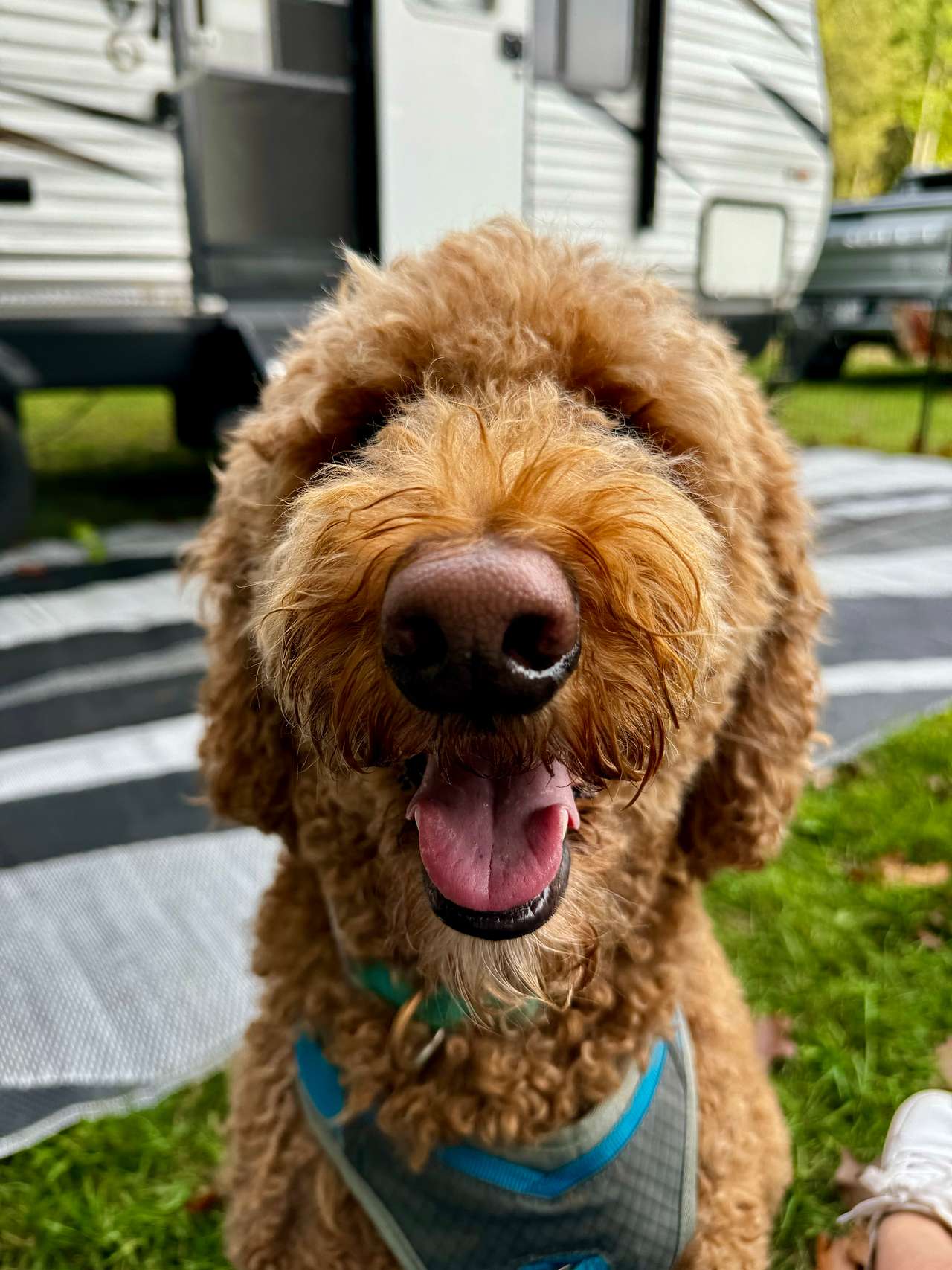 Happy camper