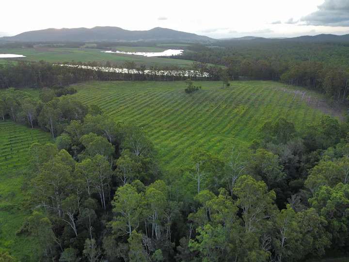 Macadamia Orchard Farm Stay