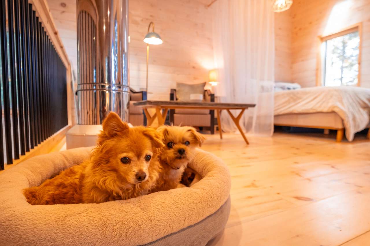 Dog-friendly!