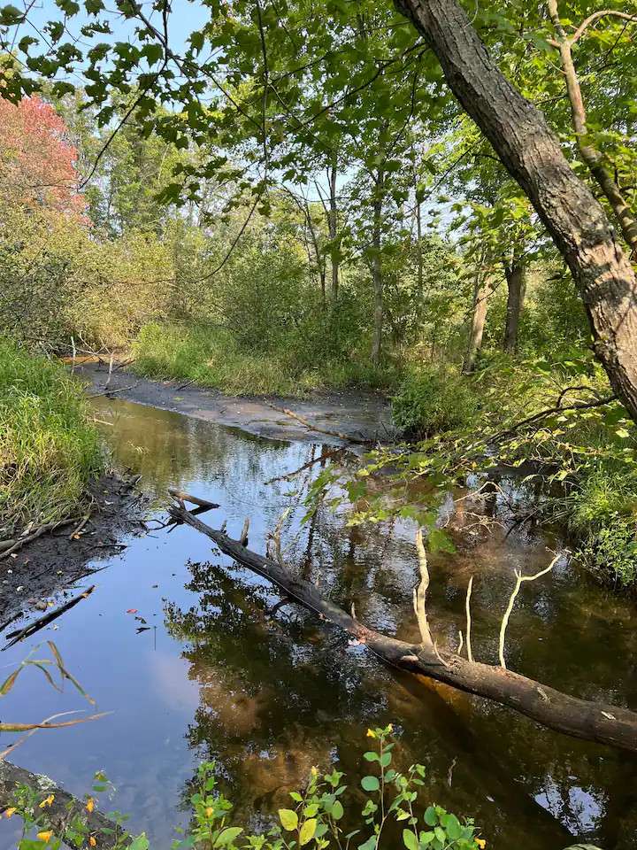 DeLeeuw Dens