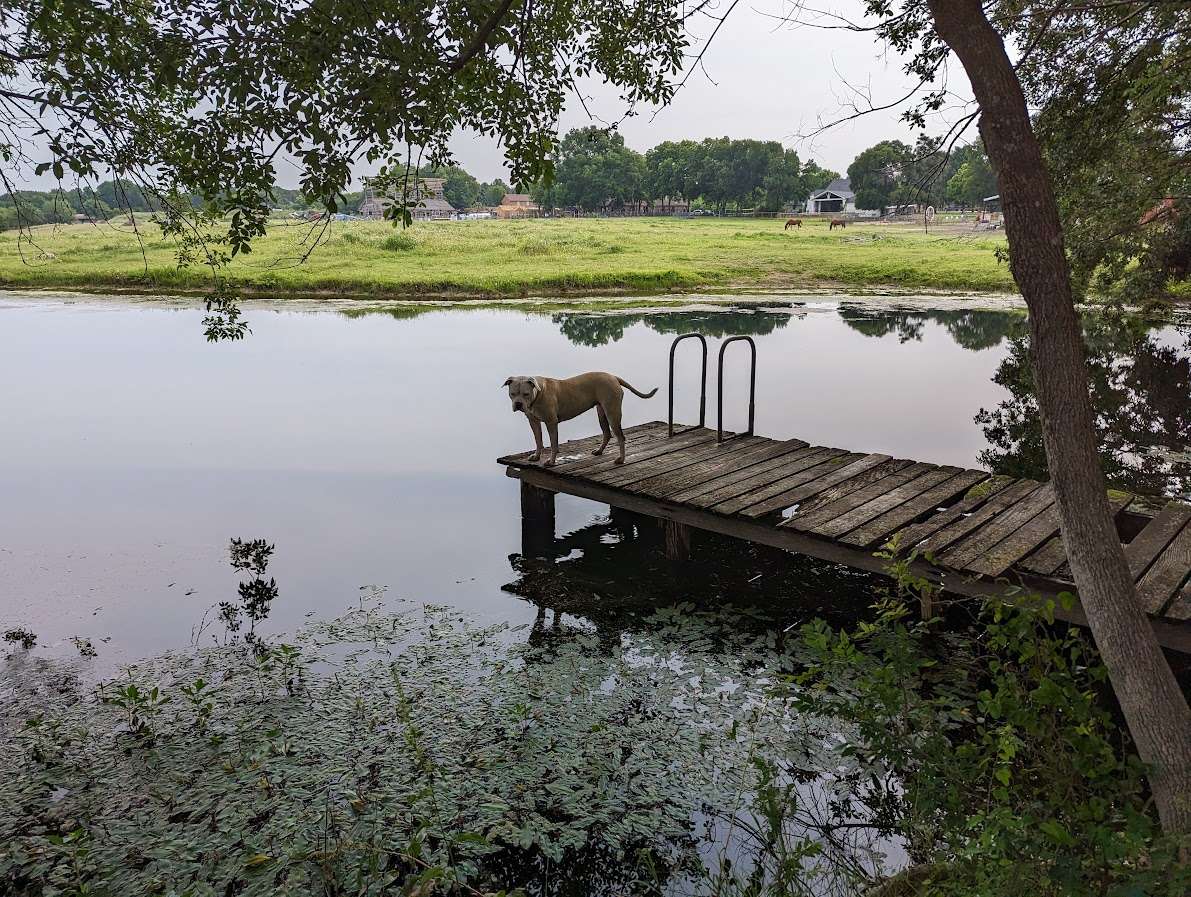 Fishing pond - dock is unstable, but good fishing off the shore!