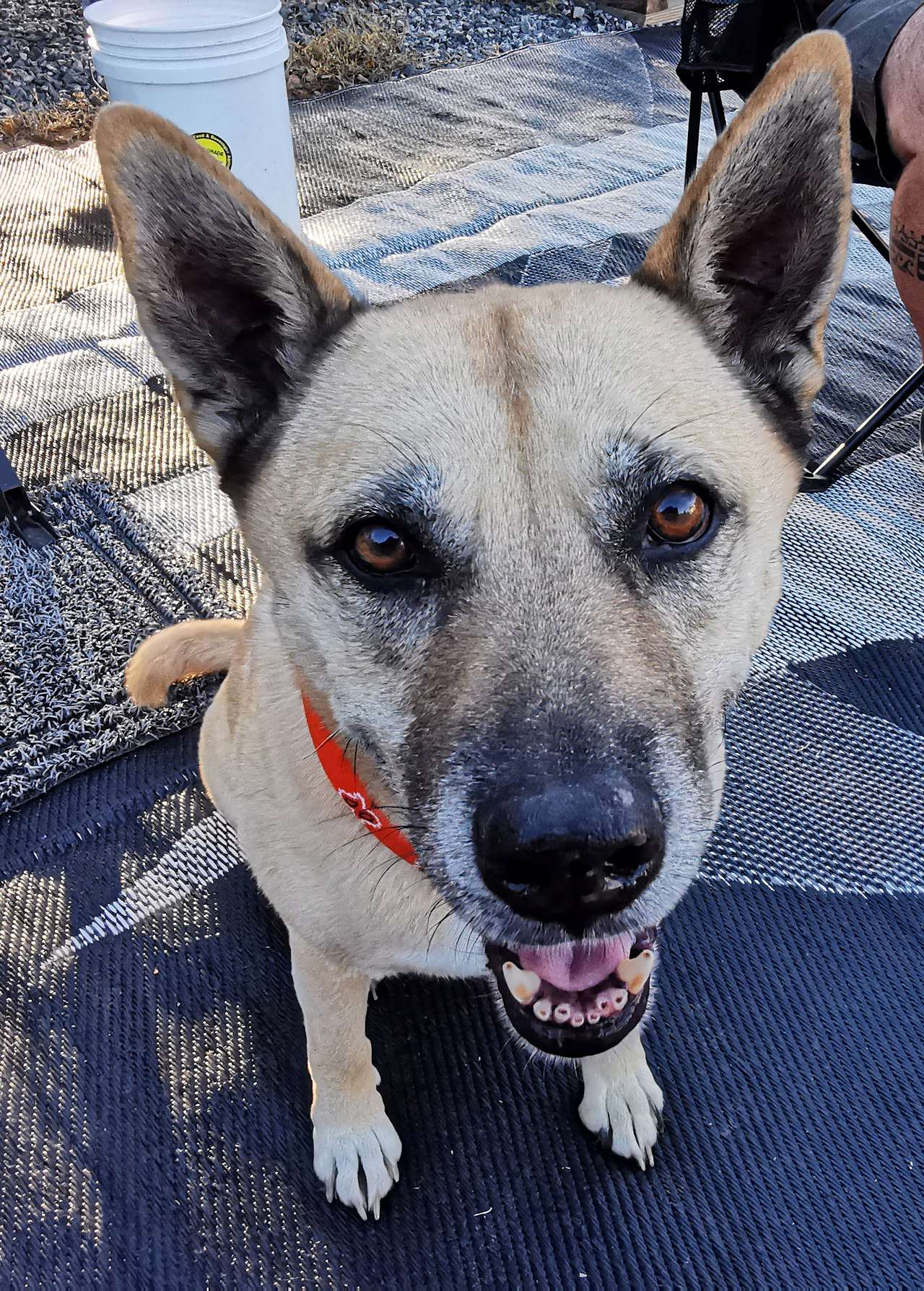 Eva the sweet farm pup visited us daily. 