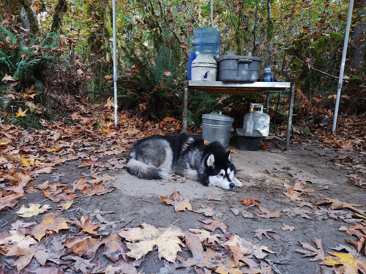 Feral Farm