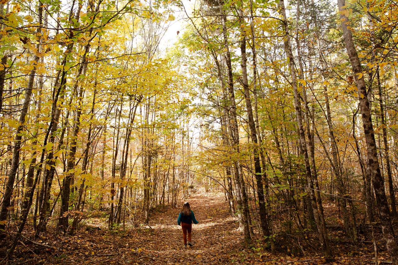 Hike one of the several trails around the property!
