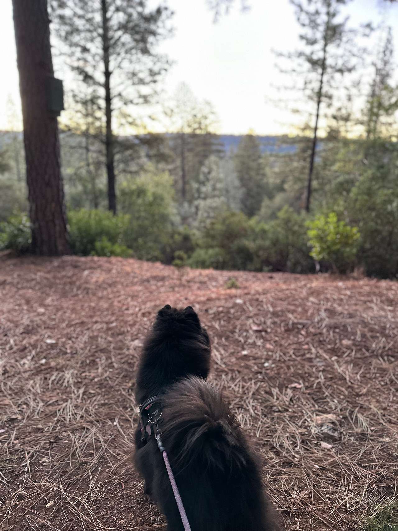 Peace in the Pines